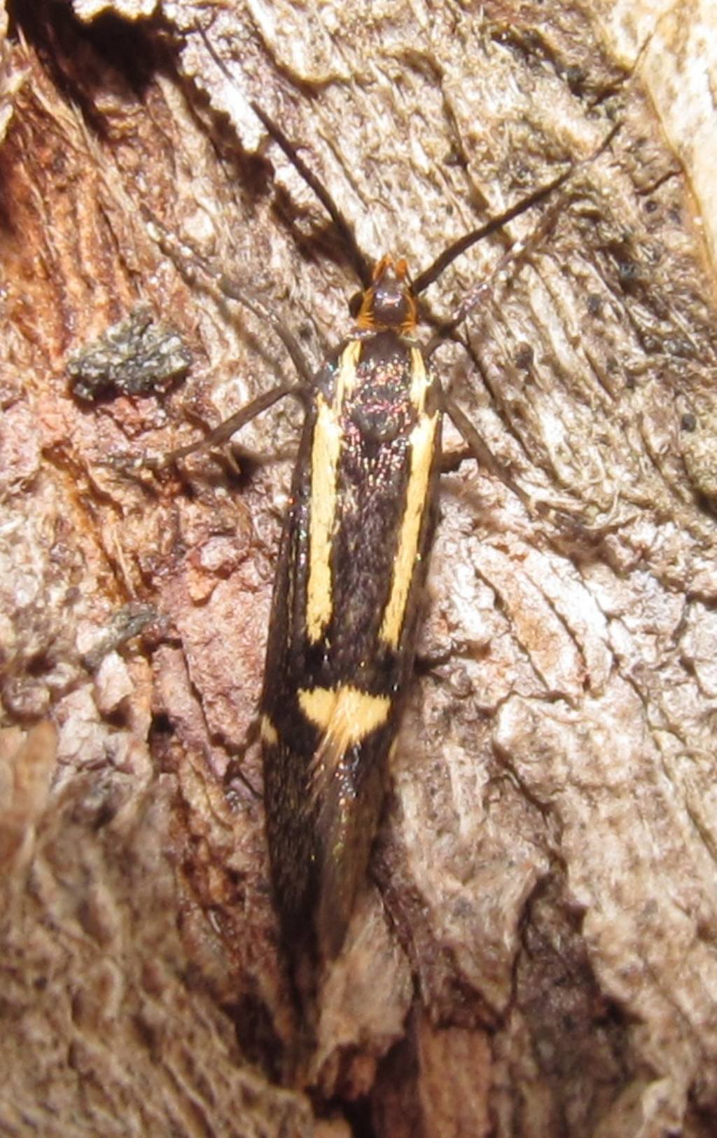 Esperia sulphurella